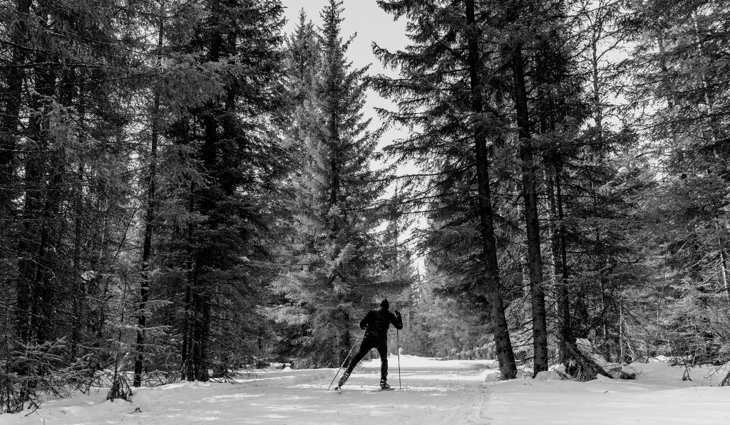 back male skier athlete pine forest snow trail